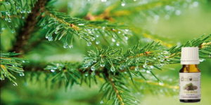Scopri di più sull'articolo Olio essenziale di pino proprietà e usi.